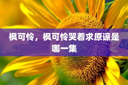 枫可怜，枫可怜哭着求原谅是哪一集