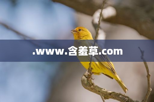 .www.含羞草.com