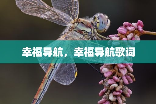 幸福导航，幸福导航歌词