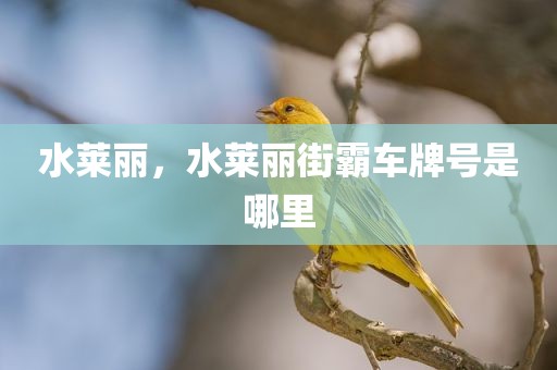 水莱丽，水莱丽街霸车牌号是哪里