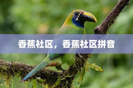 香蕉社区，香蕉社区拼音
