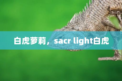 白虎萝莉，sacr light白虎