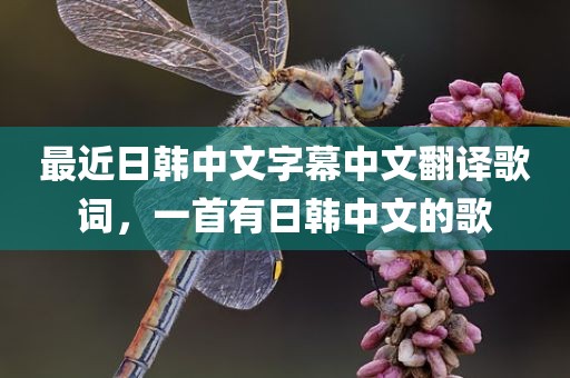 最近日韩中文字幕中文翻译歌词，一首有日韩中文的歌
