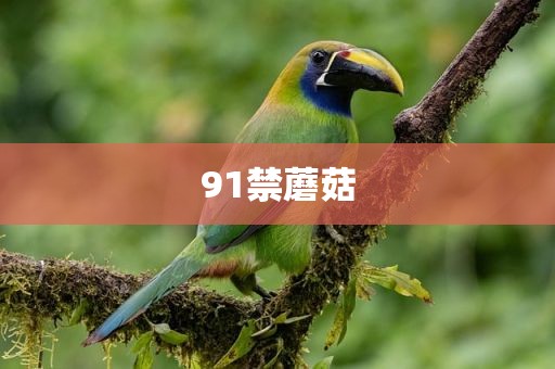 91禁蘑菇