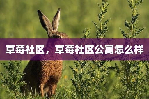 草莓社区，草莓社区公寓怎么样