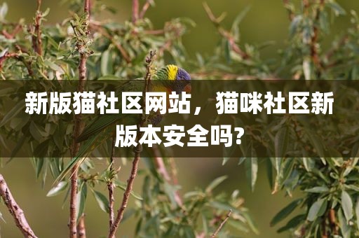 新版猫社区网站，猫咪社区新版本安全吗?