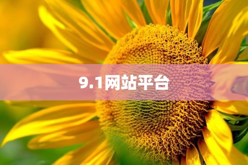 9.1网站平台