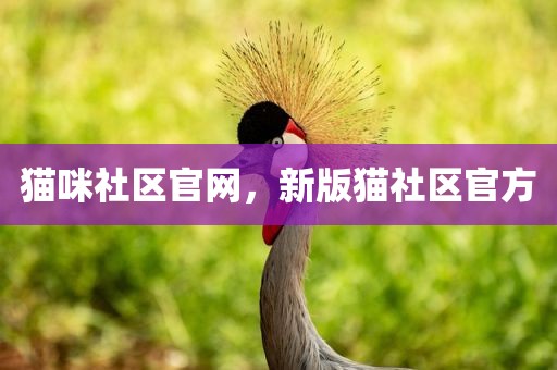 猫咪社区官网，新版猫社区官方