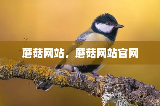 蘑菇网站，蘑菇网站官网