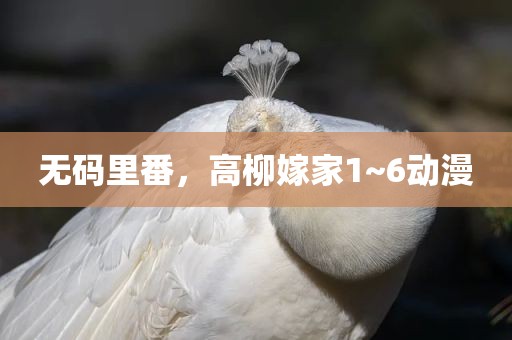 无码里番，高柳嫁家1~6动漫