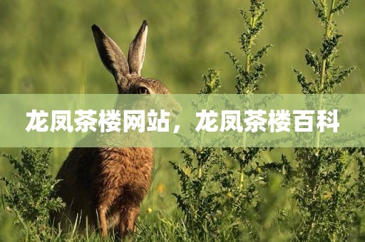 龙凤茶楼网站，龙凤茶楼百科