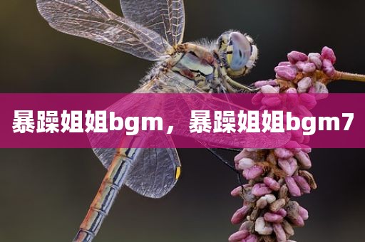 暴躁姐姐bgm，暴躁姐姐bgm7