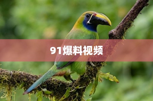 91爆料视频