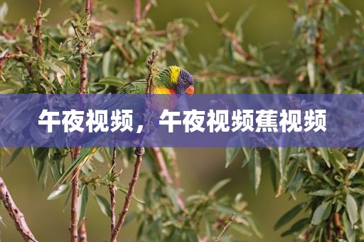午夜视频，午夜视频蕉视频