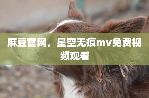 麻豆官网，星空无痕mv免费视频观看