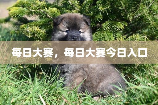 每日大赛，每日大赛今日入口