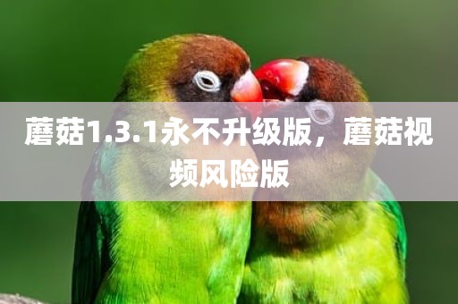 蘑菇1.3.1永不升级版，蘑菇视频风险版