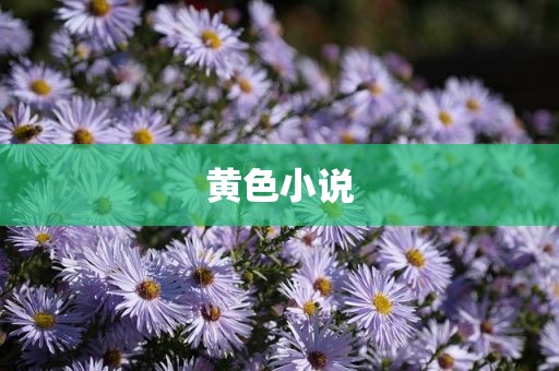 黄色小说