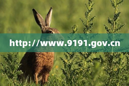 http://www.9191.gov.cn