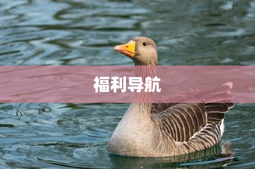 福利导航