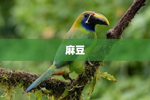 麻豆