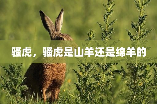 骚虎，骚虎是山羊还是绵羊的
