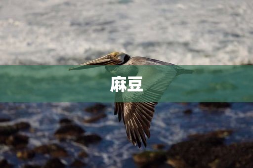 麻豆