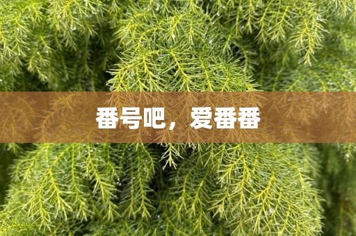 番号吧，爱番番