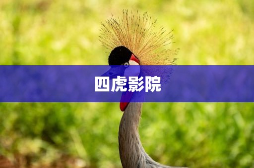 四虎影院