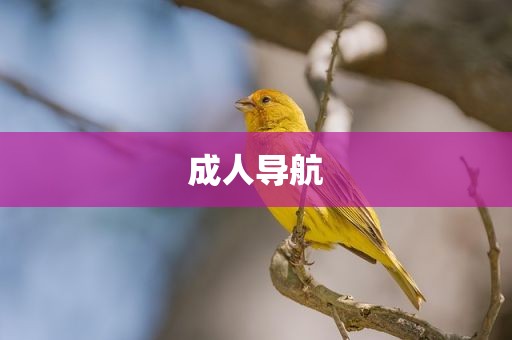成人导航