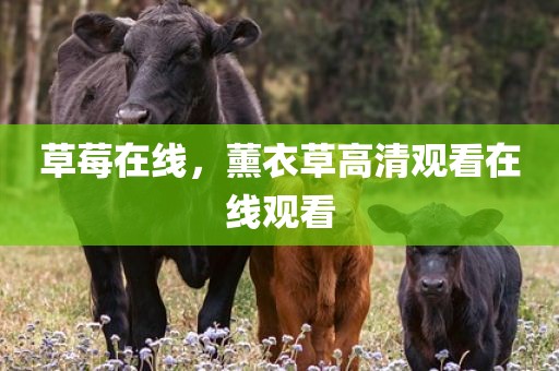 草莓在线，薰衣草高清观看在线观看
