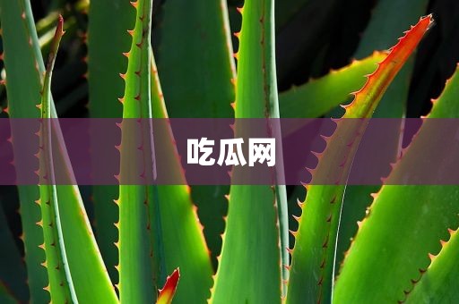 吃瓜网