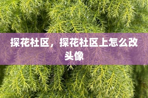探花社区，探花社区上怎么改头像