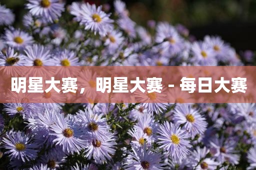 明星大赛，明星大赛 - 每日大赛