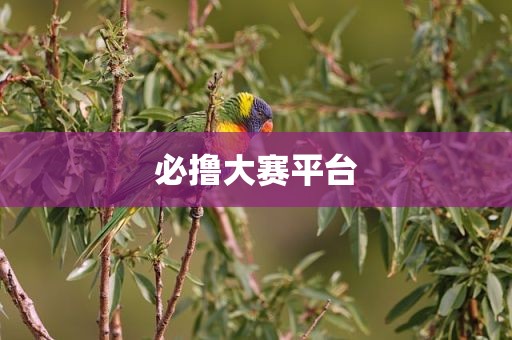 必撸大赛平台
