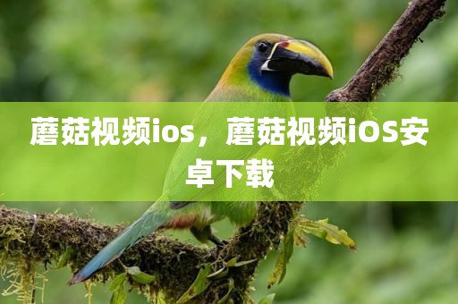 蘑菇视频ios，蘑菇视频iOS安卓下载