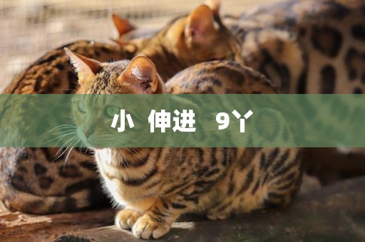 小  伸进   9丫