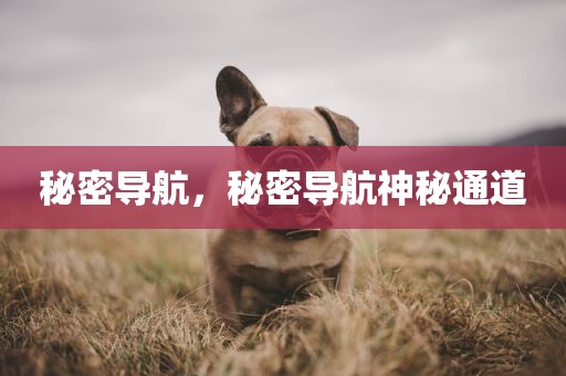 秘密导航，秘密导航神秘通道