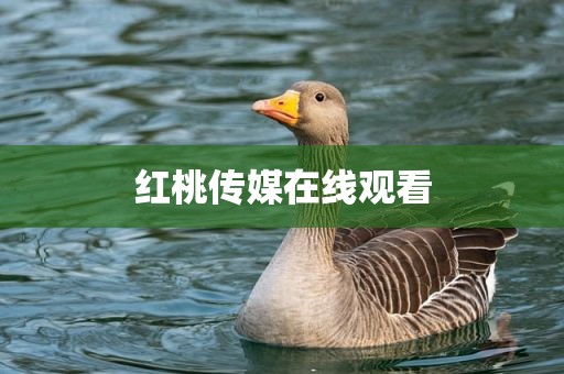 红桃传媒在线观看