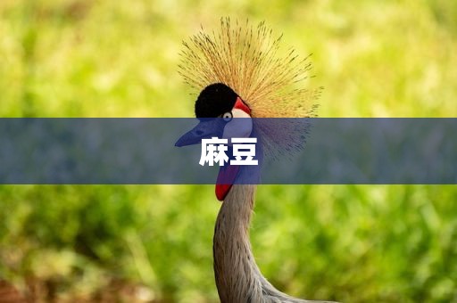 麻豆