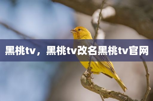 黑桃tv，黑桃tv改名黑桃tv官网