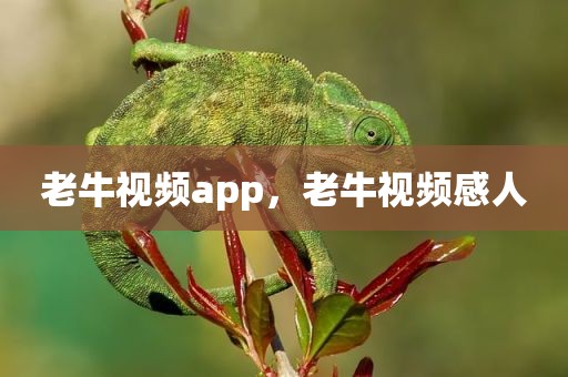 老牛视频app，老牛视频感人