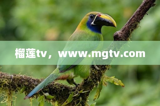 榴莲tv，www.mgtv.com