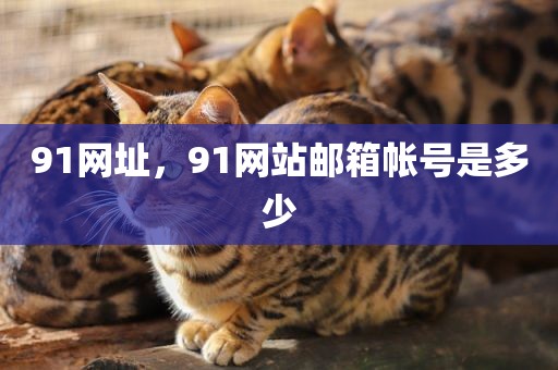 91网址，91网站邮箱帐号是多少