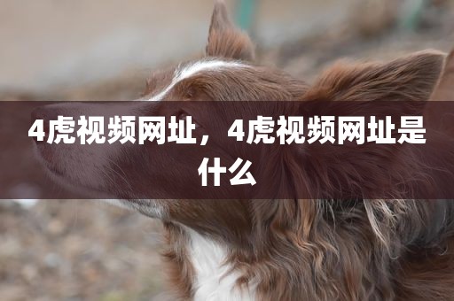 4虎视频网址，4虎视频网址是什么