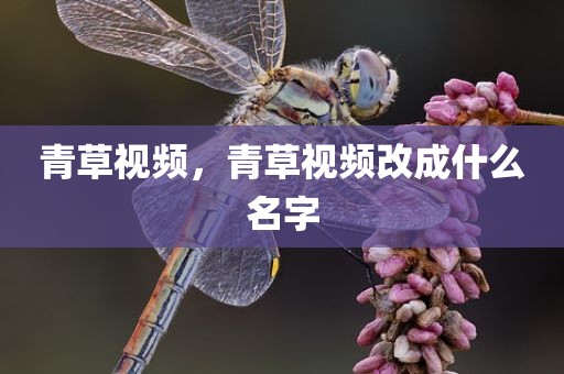 青草视频，青草视频改成什么名字