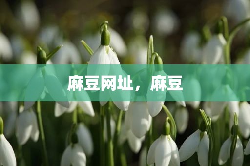 麻豆网址，麻豆
