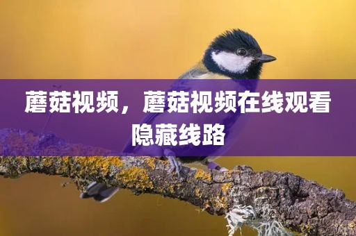 蘑菇视频，蘑菇视频在线观看隐藏线路