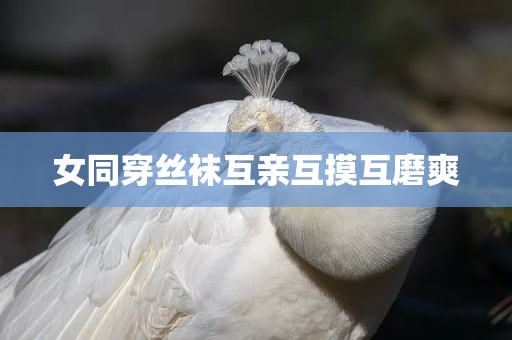 女同穿丝袜互亲互摸互磨爽