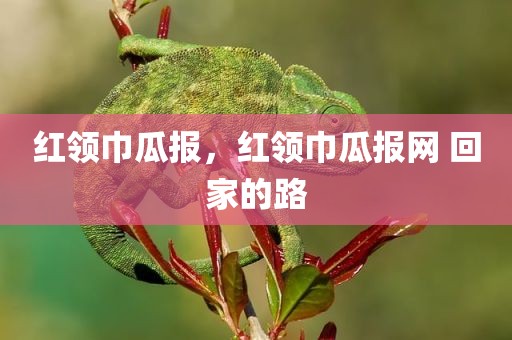 红领巾瓜报，红领巾瓜报网 回家的路